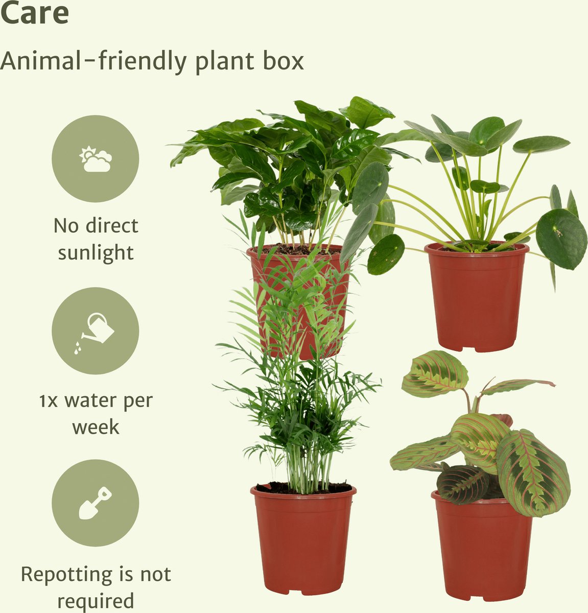 Exotenherz - ensemble de plantes d'intérieur amusantes Animaux - 4