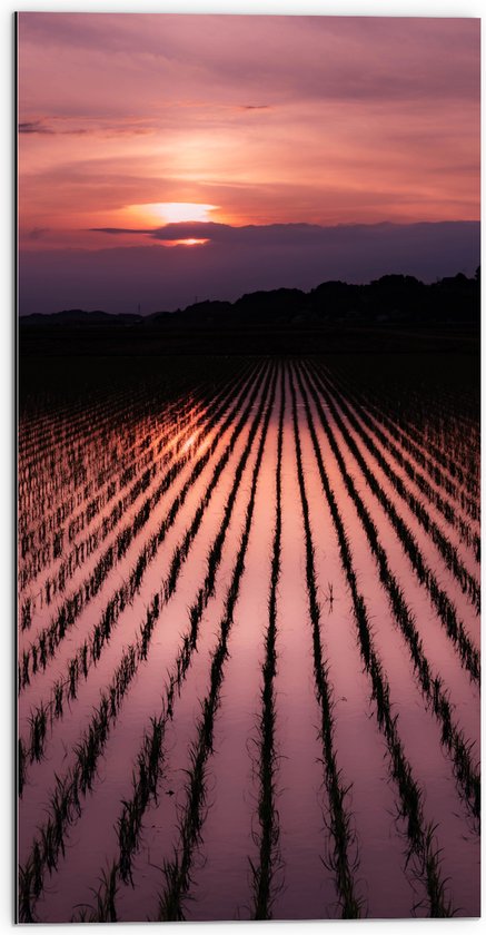 WallClassics - Dibond - Zonsondergang met Rietvelden - 50x100 cm Foto op Aluminium (Wanddecoratie van metaal)