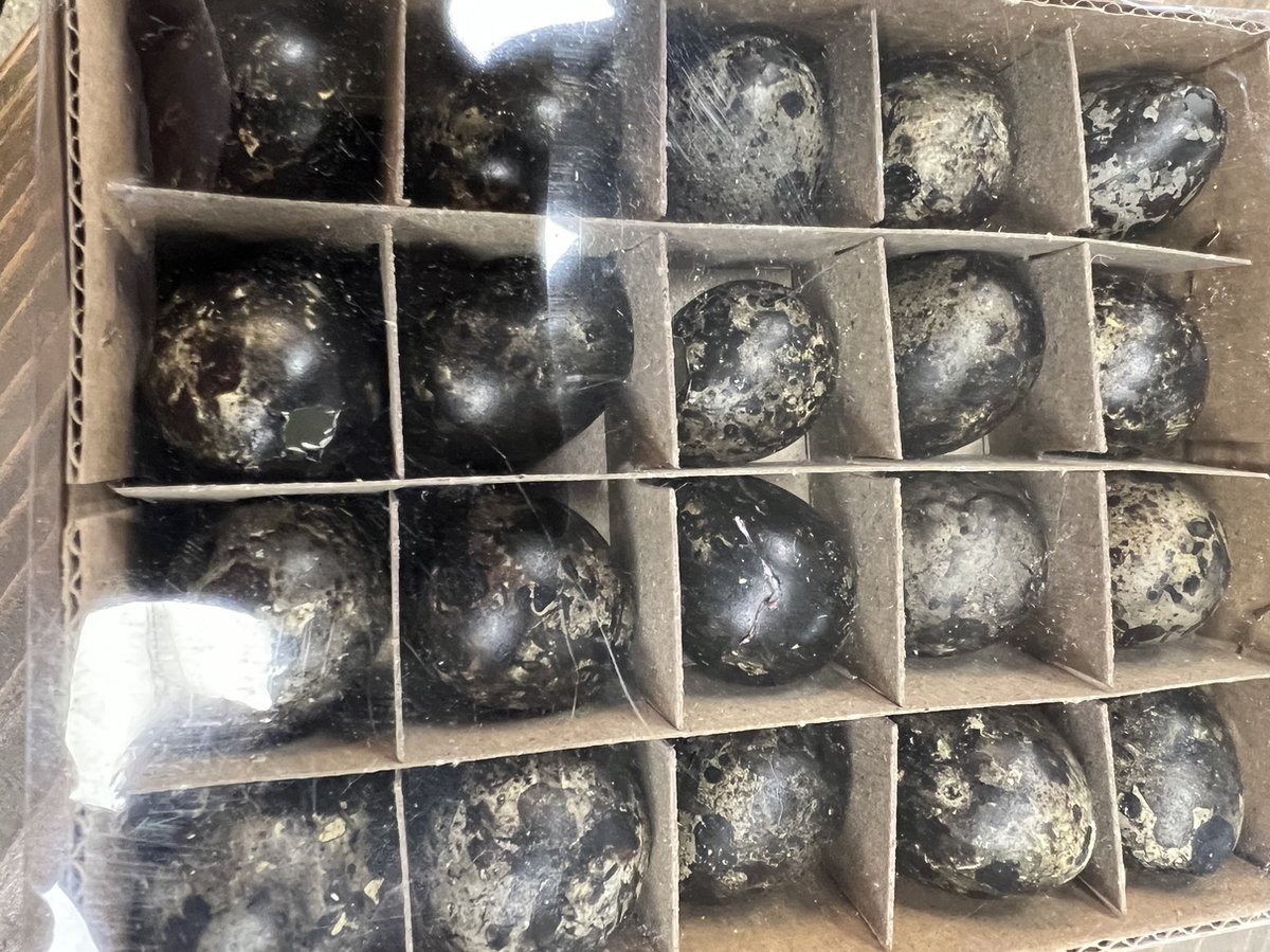 Kwarteleitjes zwart 60 stuks