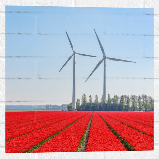 WallClassics - Muursticker - Windmolens Langs een Rood Tulpen Veld - 50x50 cm Foto op Muursticker