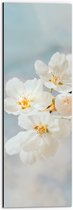 WallClassics - Dibond - Witte Sakura Bloem - 20x60 cm Foto op Aluminium (Met Ophangsysteem)