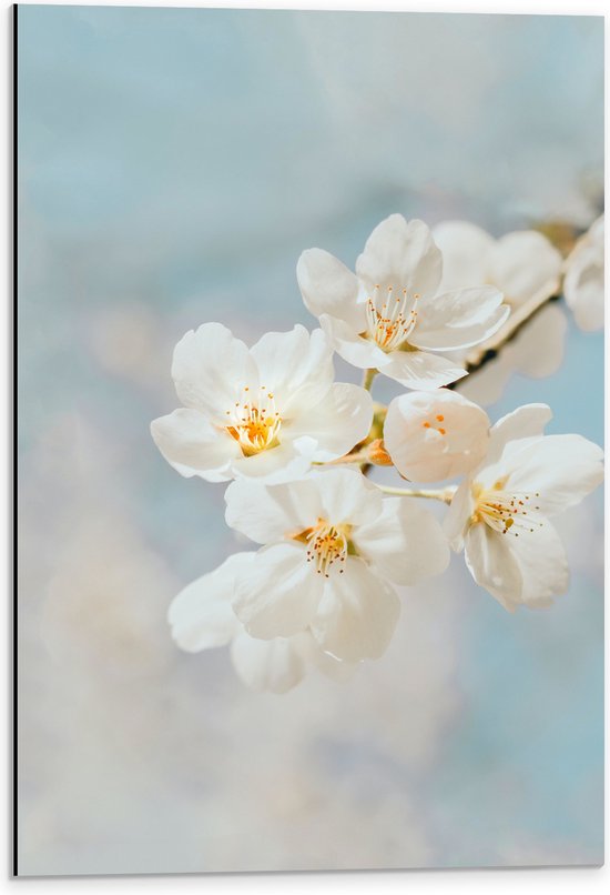 WallClassics - Dibond - Witte Sakura Bloem - 40x60 cm Foto op Aluminium (Met Ophangsysteem)