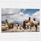 WallClassics - Muursticker - Alpaca's in de Bergen met Rode Versiering - 90x60 cm Foto op Muursticker