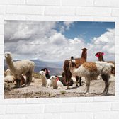 WallClassics - Muursticker - Alpaca's in de Bergen met Rode Versiering - 80x60 cm Foto op Muursticker