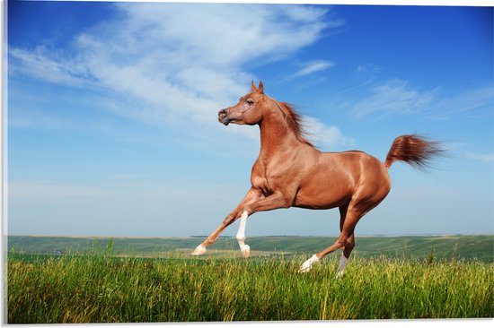 Acrylglas - Rood Arabisch Paard met Blauwe Lucht - 60x40 cm Foto op Acrylglas (Wanddecoratie op Acrylaat)