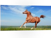 PVC Schuimplaat - Rood Arabisch Paard met Blauwe Lucht - 100x50 cm Foto op PVC Schuimplaat (Met Ophangsysteem)