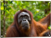 Tuinposter – Orang-Oetan Vrouwtje in de Bossen - 80x60 cm Foto op Tuinposter (wanddecoratie voor buiten en binnen)