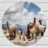 WallClassics - Muursticker Cirkel - Alpaca's in de Bergen met Rode Versiering - 40x40 cm Foto op Muursticker