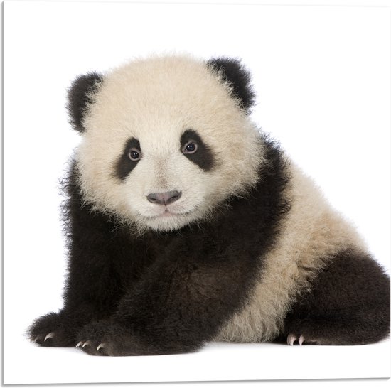 Acrylglas - Schattige Panda Welp - 50x50 cm Foto op Acrylglas (Met Ophangsysteem)
