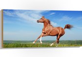 Hout - Rood Arabisch Paard met Blauwe Lucht - 100x50 cm - 9 mm dik - Foto op Hout (Met Ophangsysteem)