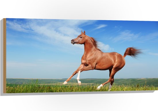 Hout - Rood Arabisch Paard met Blauwe Lucht - 100x50 cm - 9 mm dik - Foto op Hout (Met Ophangsysteem)