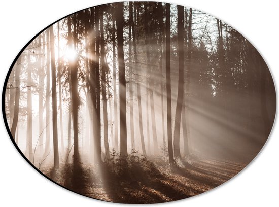 Dibond Ovaal - Zonnestralen die Schijnen door de Bomen heen in de Herfst - 28x21 cm Foto op Ovaal (Met Ophangsysteem)