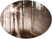 Dibond Ovaal - Zonnestralen die Schijnen door de Bomen heen in de Herfst - 108x81 cm Foto op Ovaal (Met Ophangsysteem)