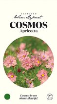 Cosmos Apricotta - Zaaigoed Wim Lybaert: Zaden voor Cosmos Apricotta, een variëteit met abrikooskleurige bloemen, aanbevolen door Wim Lybaert