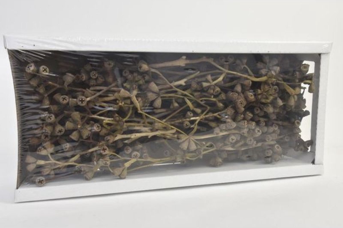 Natuurstekers - Conical Gum Branch Natural (50 Pcs)