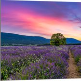 Dibond - Lavendel Veld met Zonsondergang en Mooie Lucht - 80x80 cm Foto op Aluminium (Wanddecoratie van metaal)