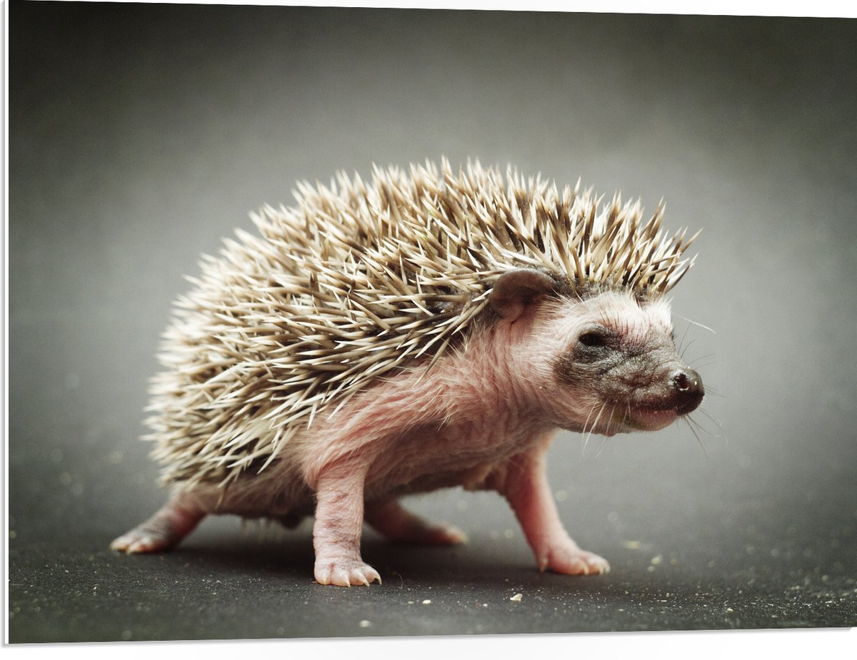 PVC Schuimplaat - Kleine Baby Egel - 80x60 cm Foto op PVC Schuimplaat (Met Ophangsysteem)