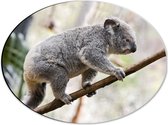 Dibond Ovaal - Koala Balancerend op een Tak - 40x30 cm Foto op Ovaal (Met Ophangsysteem)