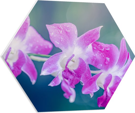 PVC Schuimplaat Hexagon - Orchidee Bloemen met Waterspetters - 60x52.2 cm Foto op Hexagon (Met Ophangsysteem)