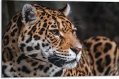 WallClassics - Dibond - Wegkijkende Stoere Panter - 75x50 cm Foto op Aluminium (Wanddecoratie van metaal)