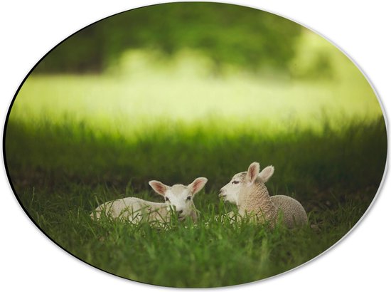 Dibond Ovaal - Twee Lammetjes Liggend in Grasveld - 40x30 cm Foto op Ovaal (Met Ophangsysteem)