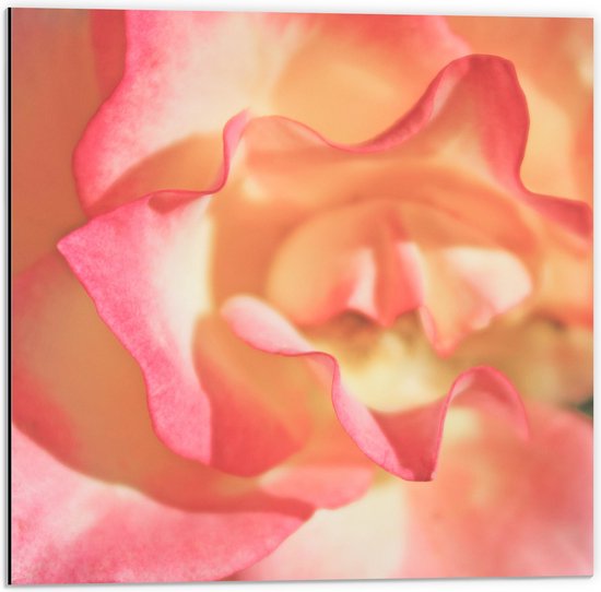 Dibond - Close-up van Witte Roos met Roze Details - 50x50 cm Foto op Aluminium (Wanddecoratie van metaal)