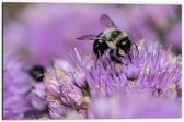 WallClassics - Dibond - Wespen op Paarse Bloemen - 60x40 cm Foto op Aluminium (Met Ophangsysteem)