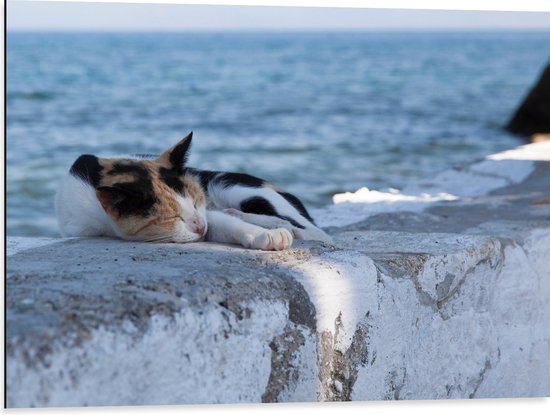 Dibond - Kat aan het Slapen op Muurtje aan de Zee - 80x60 cm Foto op Aluminium (Met Ophangsysteem)