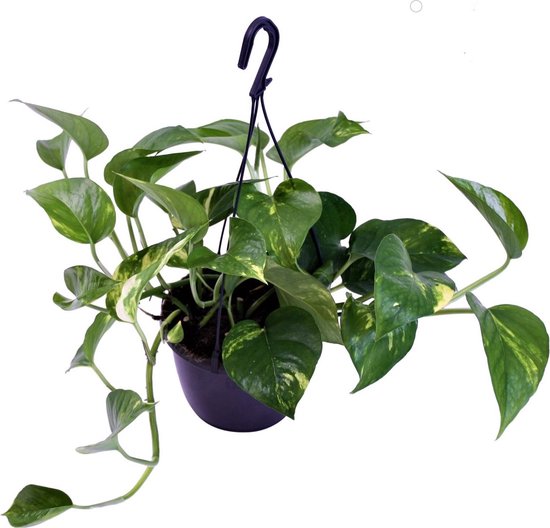 Scindapsus Aureus (Edera Del Diavolo) - Vaso 15cm, Altezza 60cm, Pianta Rampicante Purificante - 2