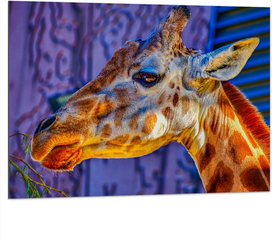 WallClassics - Dibond - Zijaanzicht van Etende Giraffe - 100x75 cm Foto op Aluminium (Wanddecoratie van metaal)