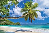 Fotobehang - Vlies Behang - Palmboom boven Zee - Tropisch - 312 x 219 cm