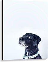 WallClassics - Canvas - Zwarte Hond met Witte Achtergrond - 75x100 cm Foto op Canvas Schilderij (Wanddecoratie op Canvas)
