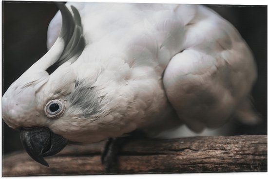 WallClassics - Vlag - Witte Kaketoe Liggend op Stok - 75x50 cm Foto op Polyester Vlag