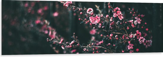 Dibond - Roze Bloemenstruik in Donker Kleurig Bos - 150x50 cm Foto op Aluminium (Wanddecoratie van metaal)