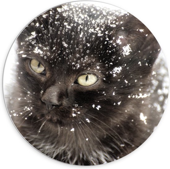WallClassics - PVC Schuimplaat Muurcirkel - Zwarte Kitten in de Sneeuw - 70x70 cm Foto op Muurcirkel (met ophangsysteem)