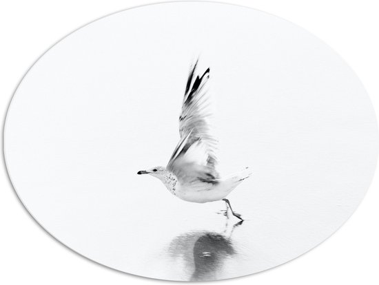 WallClassics - PVC Schuimplaat Ovaal - Vliegende Witte Vogel over het Water - 80x60 cm Foto op Ovaal (Met Ophangsysteem)