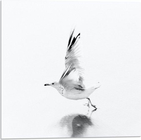 WallClassics - Acrylglas - Vliegende Witte Vogel over het Water - 50x50 cm Foto op Acrylglas (Met Ophangsysteem)