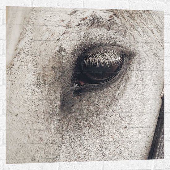 WallClassics - Muursticker - Oog van Witte Schimmel Paard - 80x80 cm Foto op Muursticker