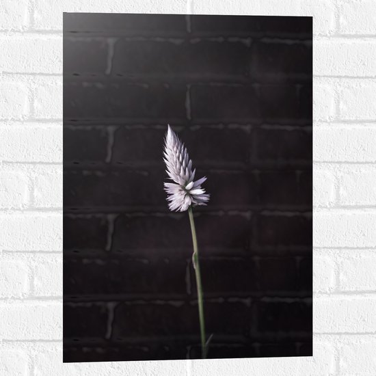 Muursticker - Opbloeiende Eenzame Paarse Bloem - 40x60 cm Foto op Muursticker