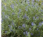 Caryopteris clandonensis 'Heavenly Blue' - Blauwe Spirea, Baardbloem, Herfstsering 25 - 30 cm in pot