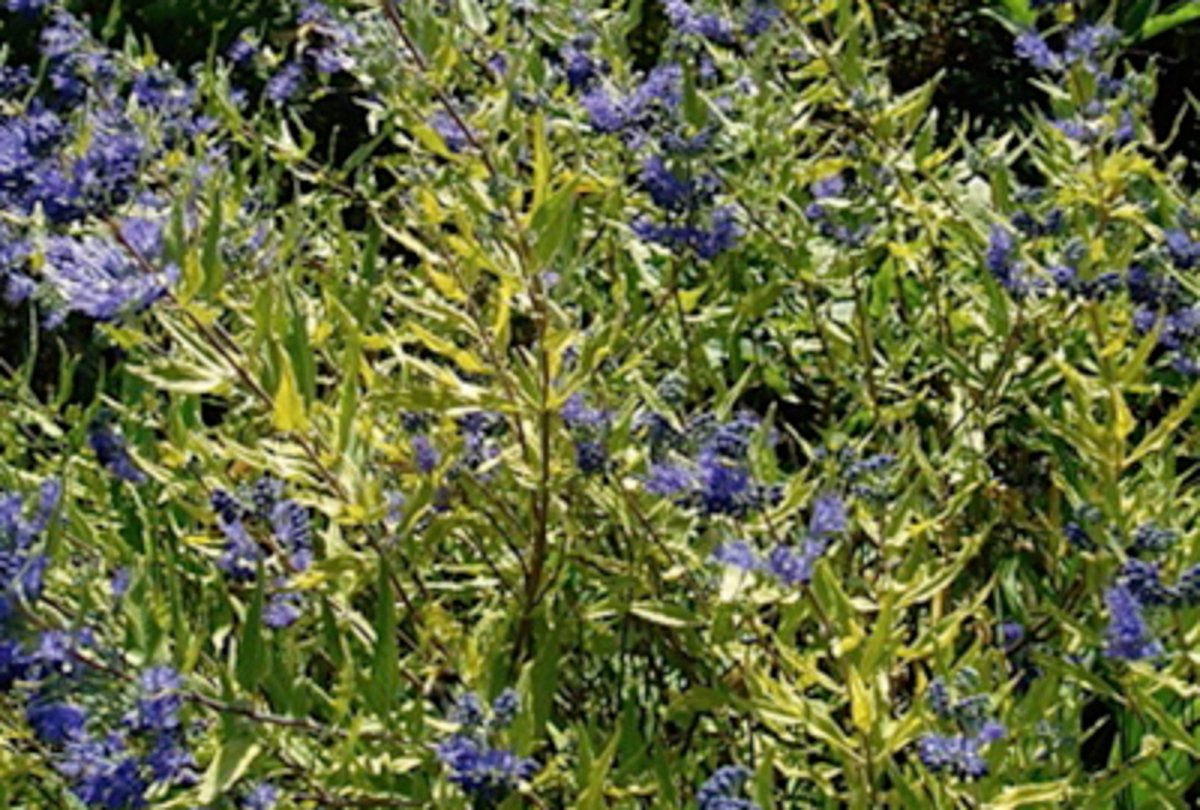 Caryopteris clandonensis 'Worchester Gold' - Blauwe Spirea, Baardbloem, Herfstsering 30 - 40 cm in pot