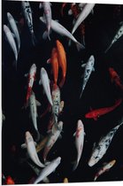 WallClassics - Plaque de Mousse PVC - Pêche Carpe Koi - 70x105 cm Photo sur Plaque de Mousse PVC
