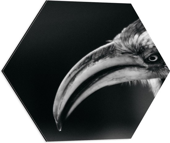 Dibond Hexagon - Zijaanzicht van Booskijkende Neushoornvogel (Zwart- wit) - 50x43.5 cm Foto op Hexagon (Met Ophangsysteem)
