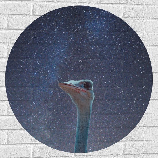 WallClassics - Muursticker Cirkel - Kop van een Struisvogel in Nacht - 80x80 cm Foto op Muursticker