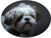 WallClassics - PVC Schuimplaat Ovaal - Klein Wit met Bruin Hondje - 28x21 cm Foto op Ovaal (Met Ophangsysteem)