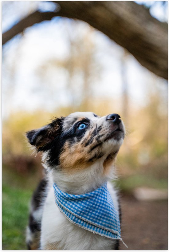 WallClassics - Poster Glanzend – Omhoogkijkende Puppy met fel Blauwe Ogen in het Bos - 40x60 cm Foto op Posterpapier met Glanzende Afwerking