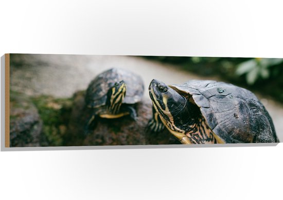 WallClassics - Hout - Twee Groene Schildpadden op een Rots - 120x40 cm - 9 mm dik - Foto op Hout (Met Ophangsysteem)