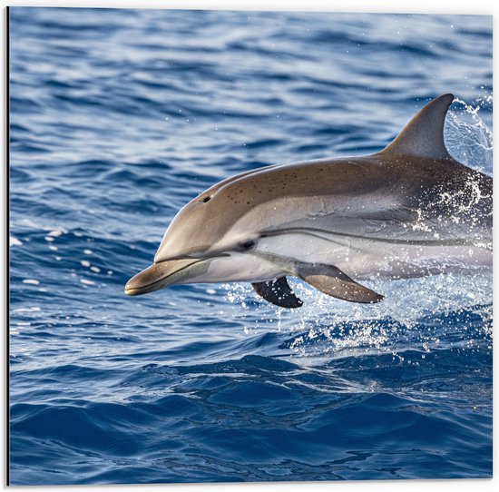 Dibond - Springende Tevreden Dolfijn - 50x50 cm Foto op Aluminium (Met Ophangsysteem)