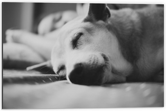 WallClassics - Dibond - Slapende Hond - Zwart Wit - 60x40 cm Foto op Aluminium (Met Ophangsysteem)