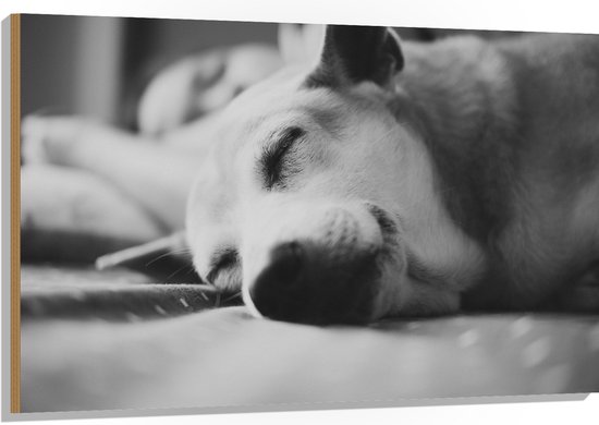 WallClassics - Hout - Slapende Hond - Zwart Wit - 120x80 cm - 9 mm dik - Foto op Hout (Met Ophangsysteem)